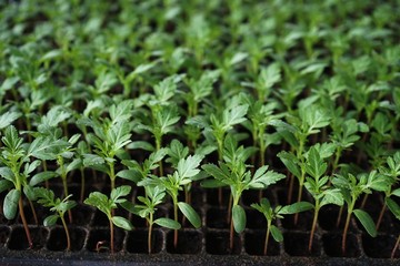 Growing vegetable and flower seedling in seedling tray, agriculture concept
