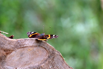 Vanessa atalanta. Red Admiral Butterfly is sitting on the trunk above blur green background on...