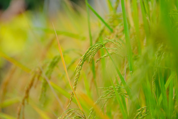 Closeup paddy rice gain