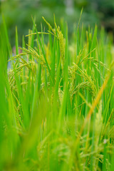 Closeup paddy rice gain