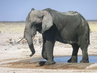 elefant wildlebend in nationalpark an wasserstelle