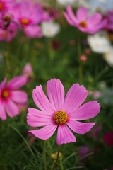 Obraz premium Piękny różowy kosmos kwiat kwitnący w ogrodzie przydomowym