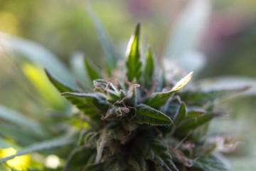 Cannabis Weed Bud In Garden Marijuana Grow