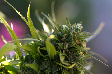 Cannabis Weed Bud In Garden Marijuana Grow