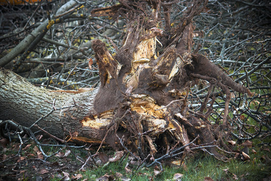 Uprooted tree. The roots have been removed from the ground, on the background there are a lot of branches (the plaint is a Juglans regia - common walnut)
