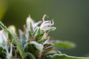 Cannabis Marijuana Weed Bud in garden