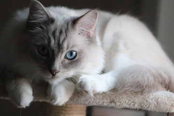 cat with blue eyes