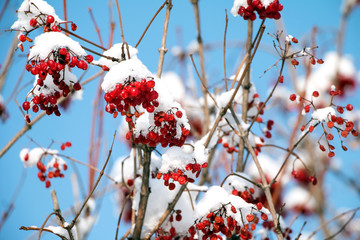 Mountain ash in snow