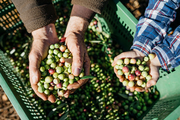 Hands of senior man and boy holding olives