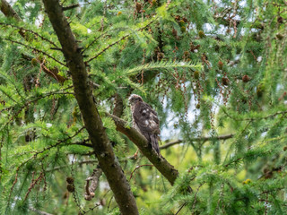 Juvenile Sparrowhawk (Accipiter nisus) on a Branch