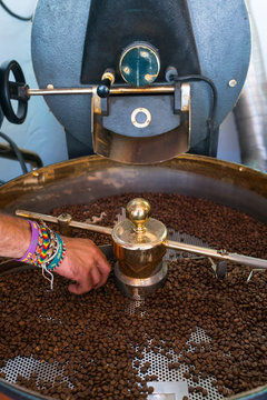 Finca La Laja coffee, Los Berrazales, Agaete valley, Gran Canaria Island, The Canary Islands, Spain, Europe