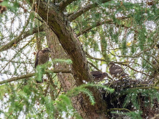  Juvenile Sparrowhawks (Accipiter nisus) bty a Nest