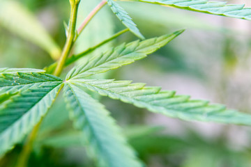 Cannabis Leaf Marihuana Sativa Weed Leaf Plant in Garden