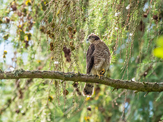 Juvenile Sparrowhawk (Accipiter nisus) on a Branch