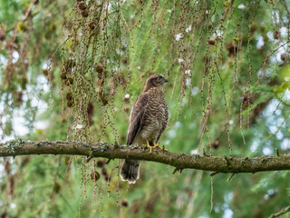 Juvenile Sparrowhawk (Accipiter nisus) on a Branch