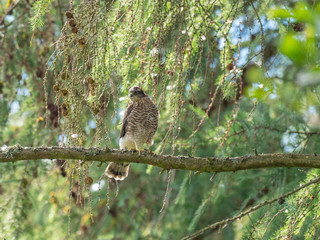 Juvenile Sparrowhawk (Accipiter nisus) on a Branch