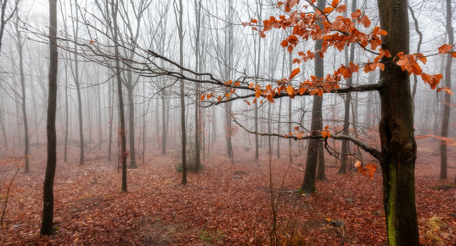 Dans les bois