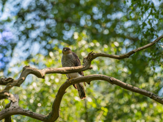 Female Sparrowhawk (Accipiter nisus) on a branch