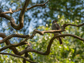 Female Sparrowhawk (Accipiter nisus) on a branch