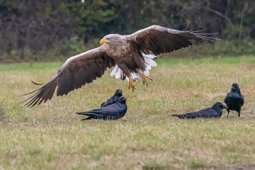 White tailed eagle (Haliaeetus albicilla) europe attack.