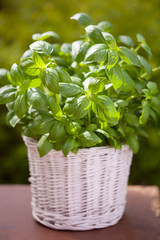 Naklejka premium fresh basil herb in flowerpot in garden