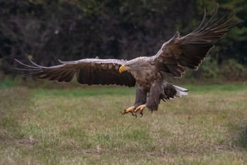 White tailed eagle (Haliaeetus albicilla) europe attack.