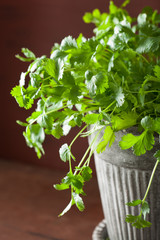 Fototapeta premium fresh cilantro herb in flowerpot