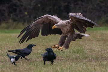 White tailed eagle (Haliaeetus albicilla) europe attack.
