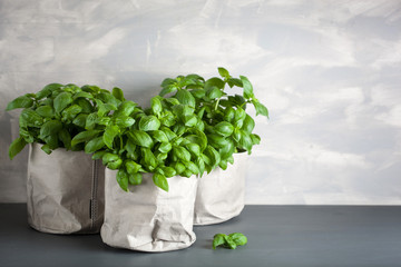 fresh basil herb in paper pot