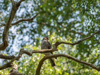 Female Sparrowhawk (Accipiter nisus) on a branch