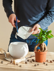 gardening, planting at home. man relocating ficus houseplant