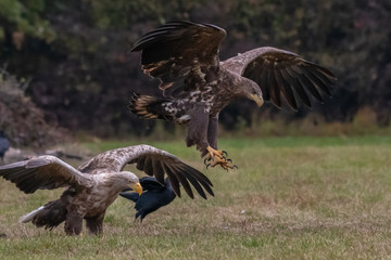 White tailed eagle (Haliaeetus albicilla) europe attack.