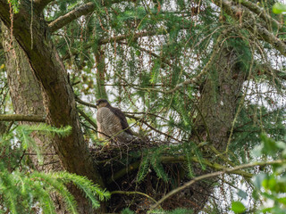 Female Sparrowhawk (Accipiter nisus) on a nest
