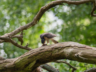 Female Sparrowhawk (Accipiter nisus) with prey