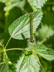 Emerald Damselfly - Lestes sponsa