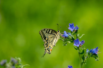 Schwalbenschwanz an einer blauen Blüte sitzend