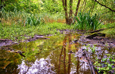 Beautiful green forest reflected in a water hole.