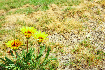 Beautiful flowers on the ground in a park background