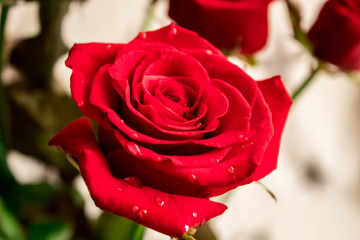 Red rouses and love