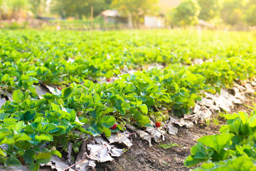 Fresh strawberry in the garden. Strawberries in natural background