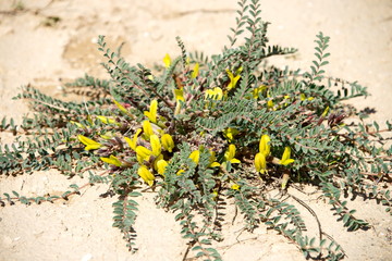 Цветы пустыни