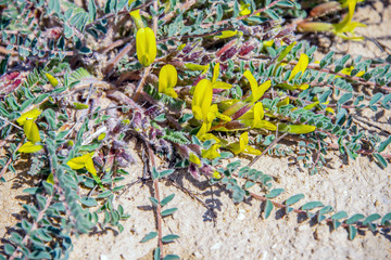 Цветы Мангыстау