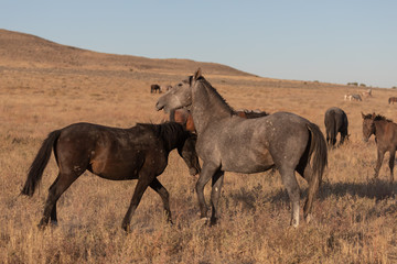 Fototapeta premium Wild Horse Stallions Sparring in the Utah Desert