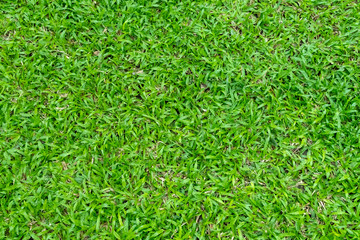 Green grass texture for background. Green lawn pattern and texture background. © Lifestyle Graphic