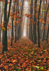 Fototapeta premium autumn forest. foggy morning in the fairy forest. picturesque morning 