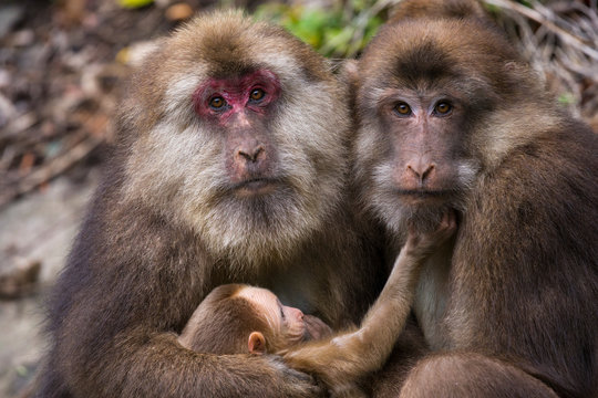 Tibetan macaque family