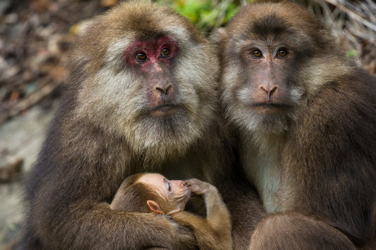 Tibetan macaque family