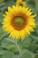 Fototapeta premium Sunflower, the flower is spherical and big, Thai people call TAN-TA-WAN.
