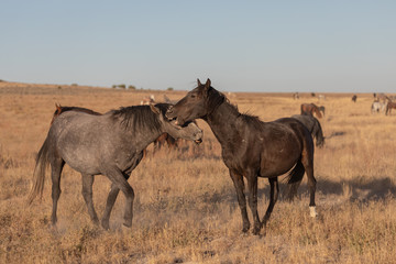 Fototapeta premium Wild Horse Stallions Sparring in the Utah Desert
