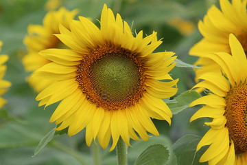 Sunflower, the flower is spherical and big, Thai people call TAN-TA-WAN.
